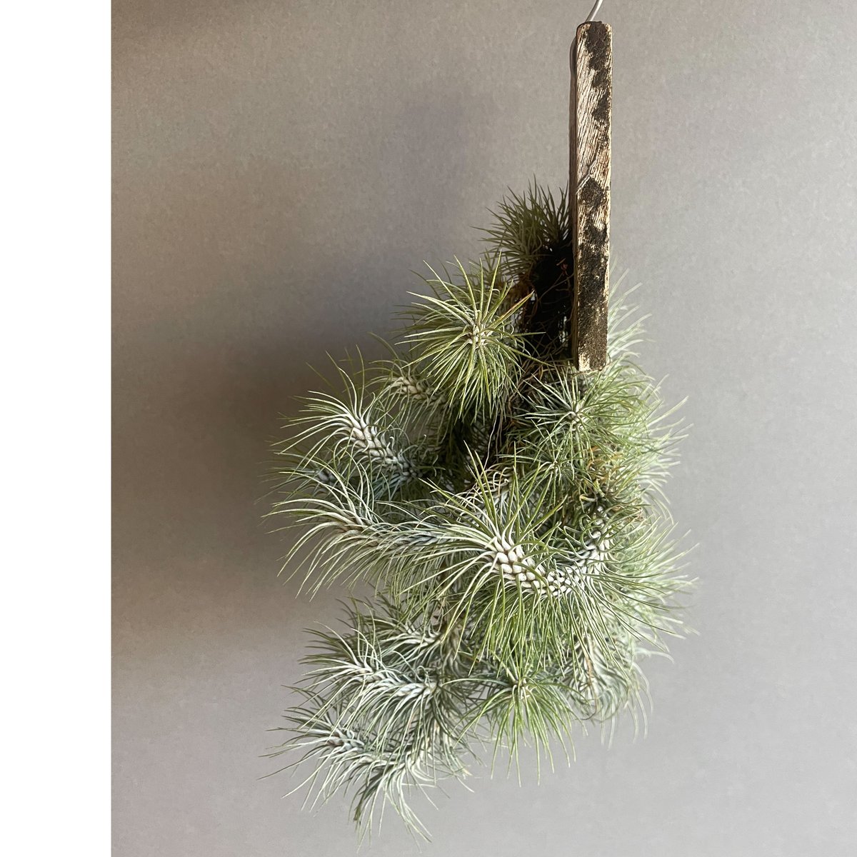 ティランジア フンキアナ レクルビフォリア クランプ「Tillandsia