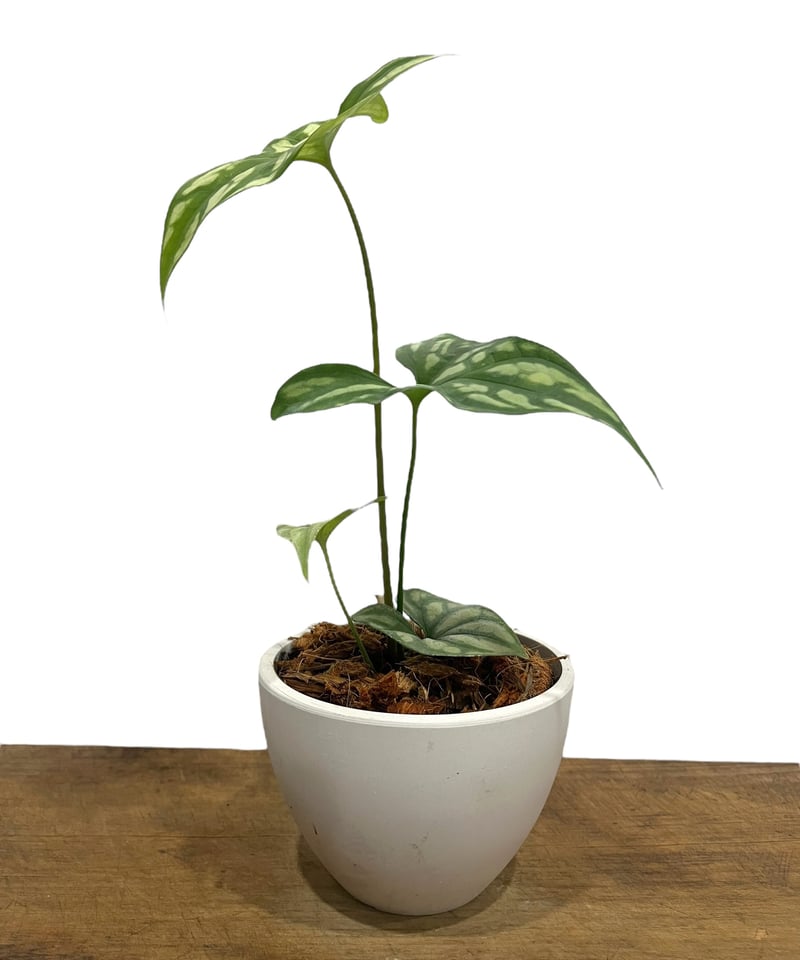 セルセスティス ミラビリス (N.E.Br) ボグナー「 Cercestis mirabili