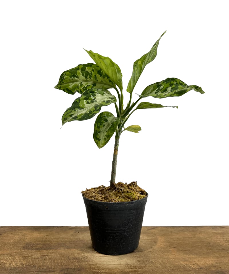 アグラオネマ ピクタム トリカラー「Aglaonema pictum tricolor