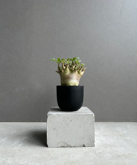 CATEGORY アデニウム | SHOUCHIKUEN