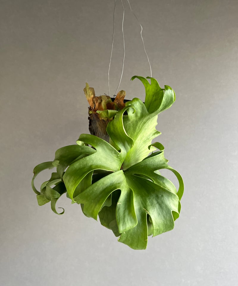 ビカクシダ スリナリウム（P. コロ ナリウムxP.ワンダエ