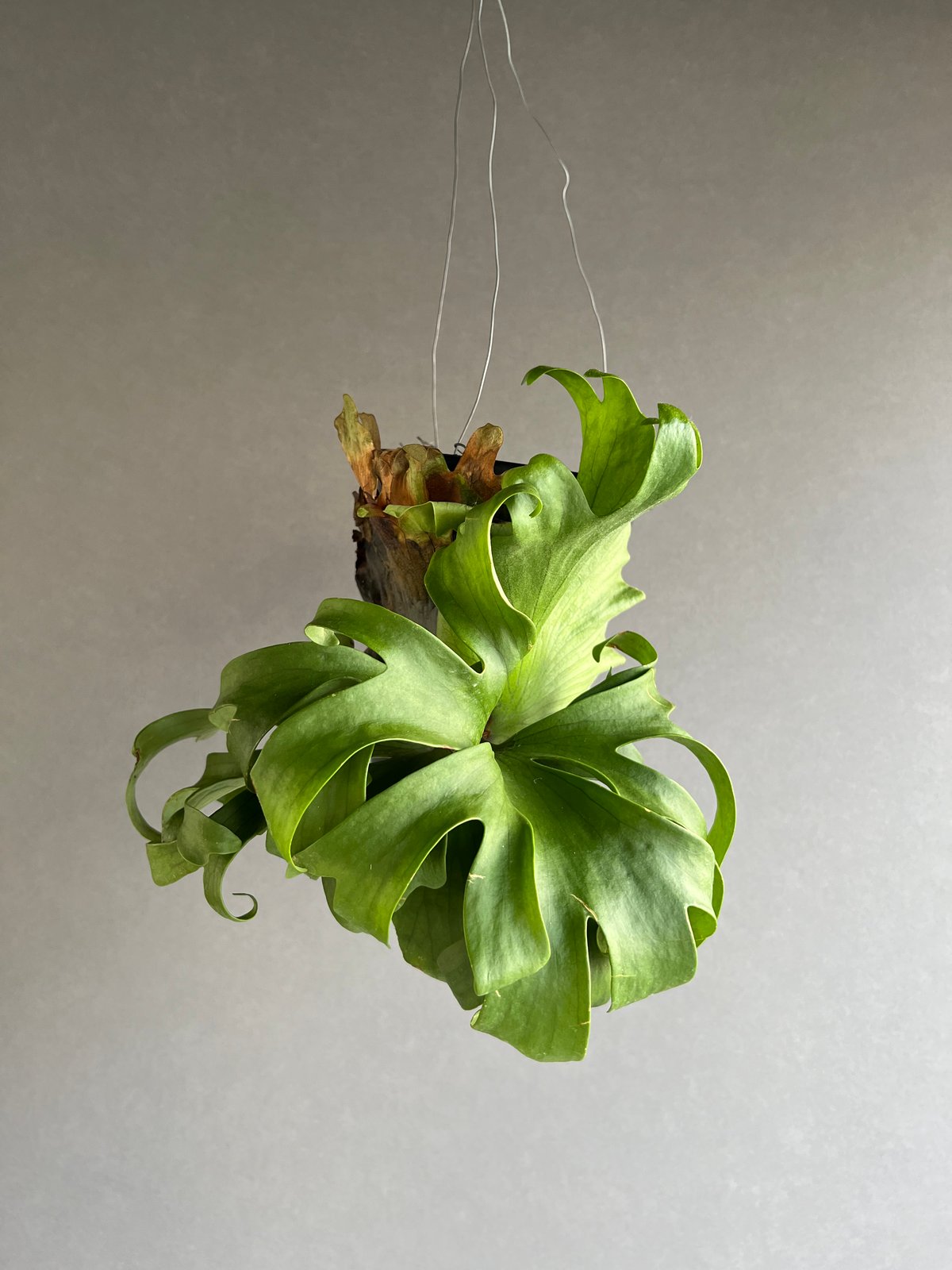 ビカクシダ　P. 'Surinarium' スリナリウム　レア品種　大株 fit=scale-down,w=1200