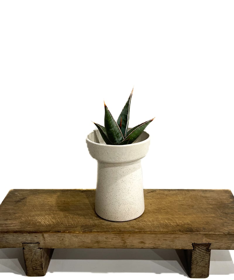 サンセベリア ピングイキュラ ロンギフォリア 「Sansevieria