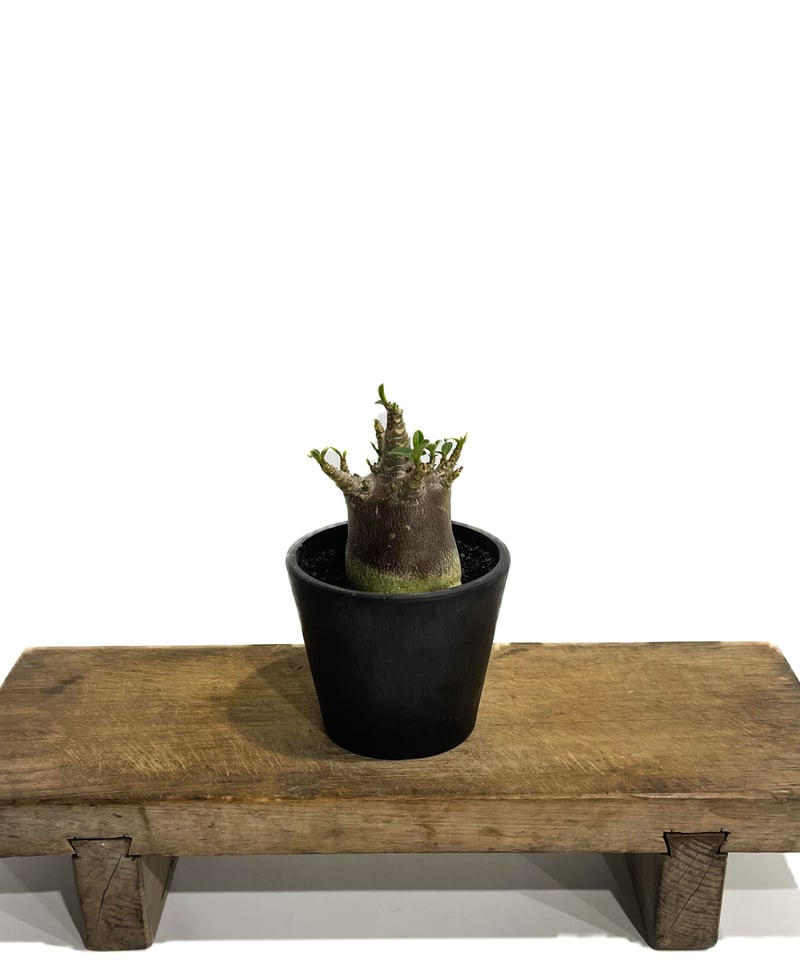 アデニウム アラビカムドワーフ タイプ “ブラック”「Adenium