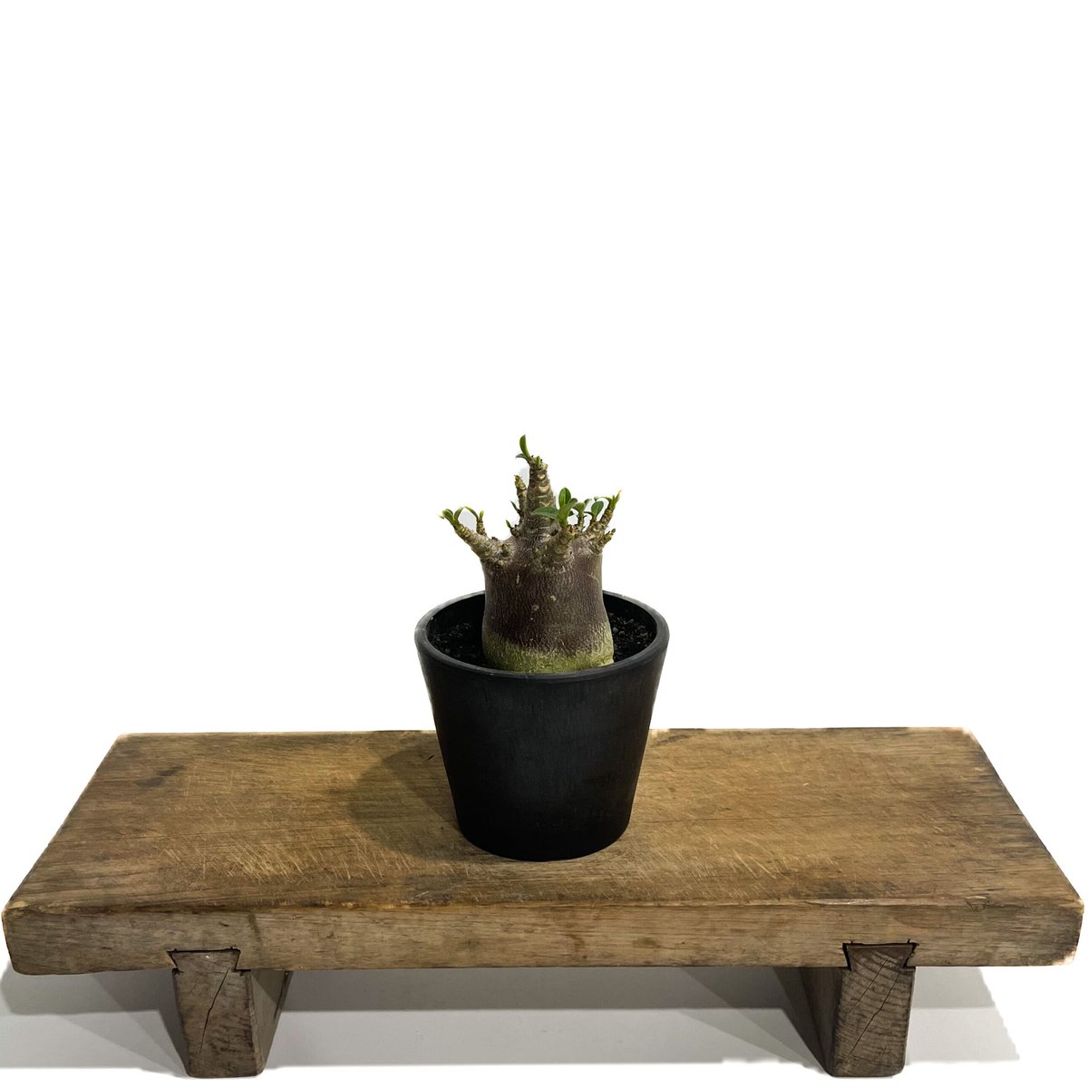 アデニウム・アラビカム ドワーフタイプ 中型 塊根植物 黒鉢