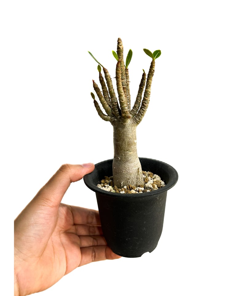 アデニウム‼️ CITIZENアテッサAT8285-68Z | 藤塚時計店