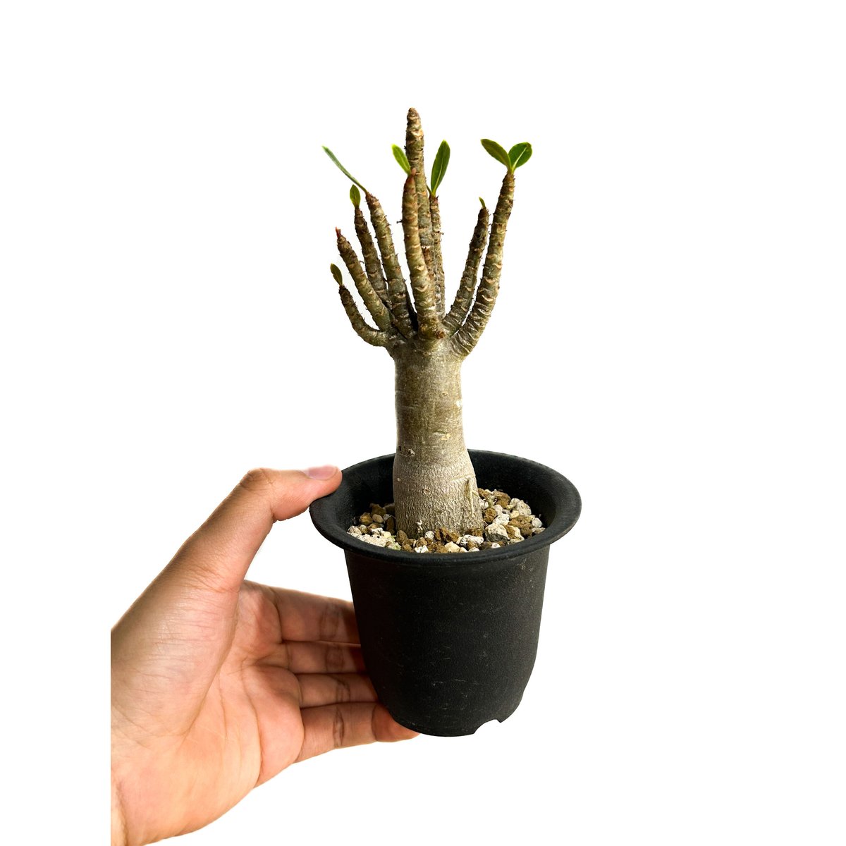 アデニウム オベスム Adenium obesum アデニウム オベスム スモールリーフ “選抜個体” 「Adenium