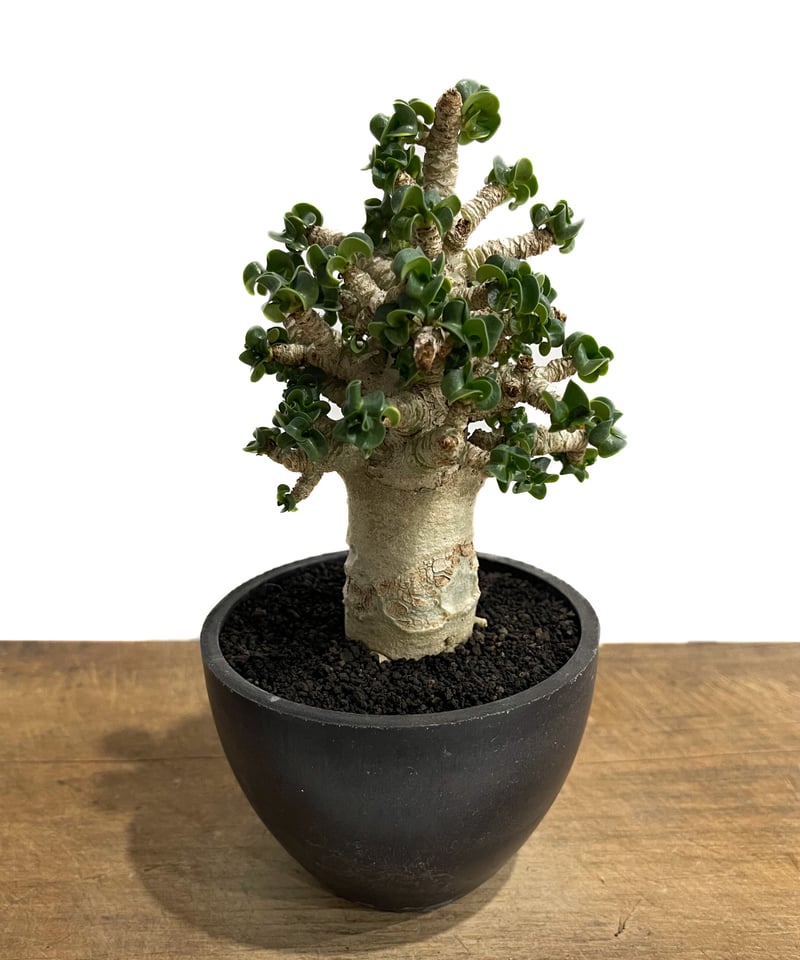 獅子葉/極太/アデニウム】Dorset Horn Adenium 鉢植え③