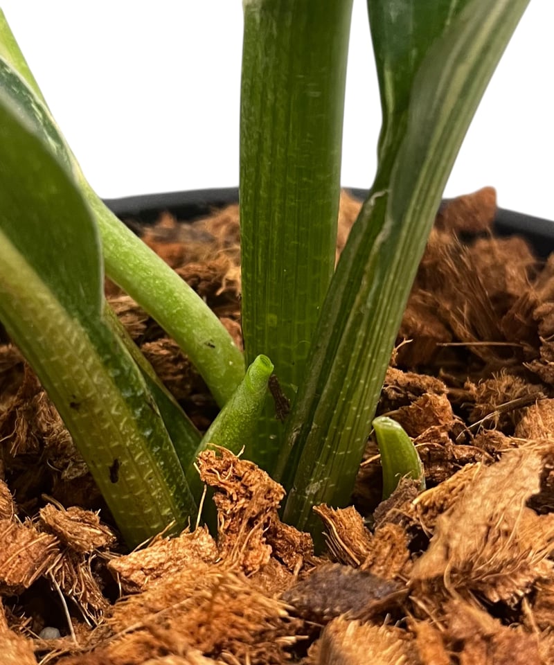 ケンフェリア sp. 斑入 「Kaempferia sp. Variegated」54V |