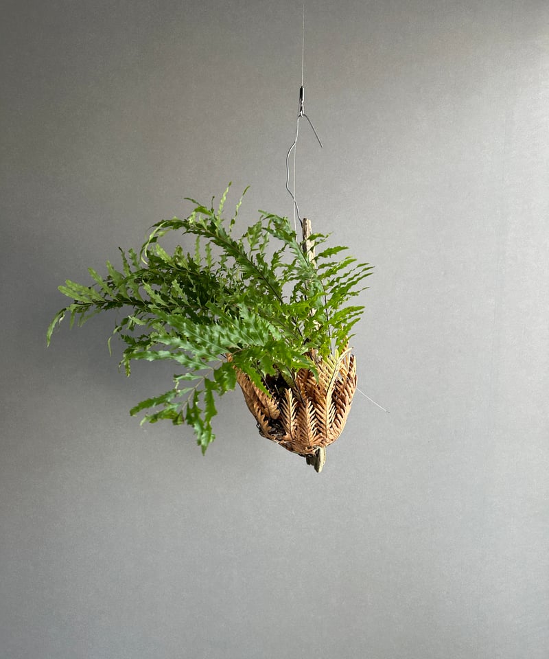 ドリナリア　リギデュラ Drynaria rigidula `whitei ドリナリア·リギデュラ'ホワイティ' 観葉