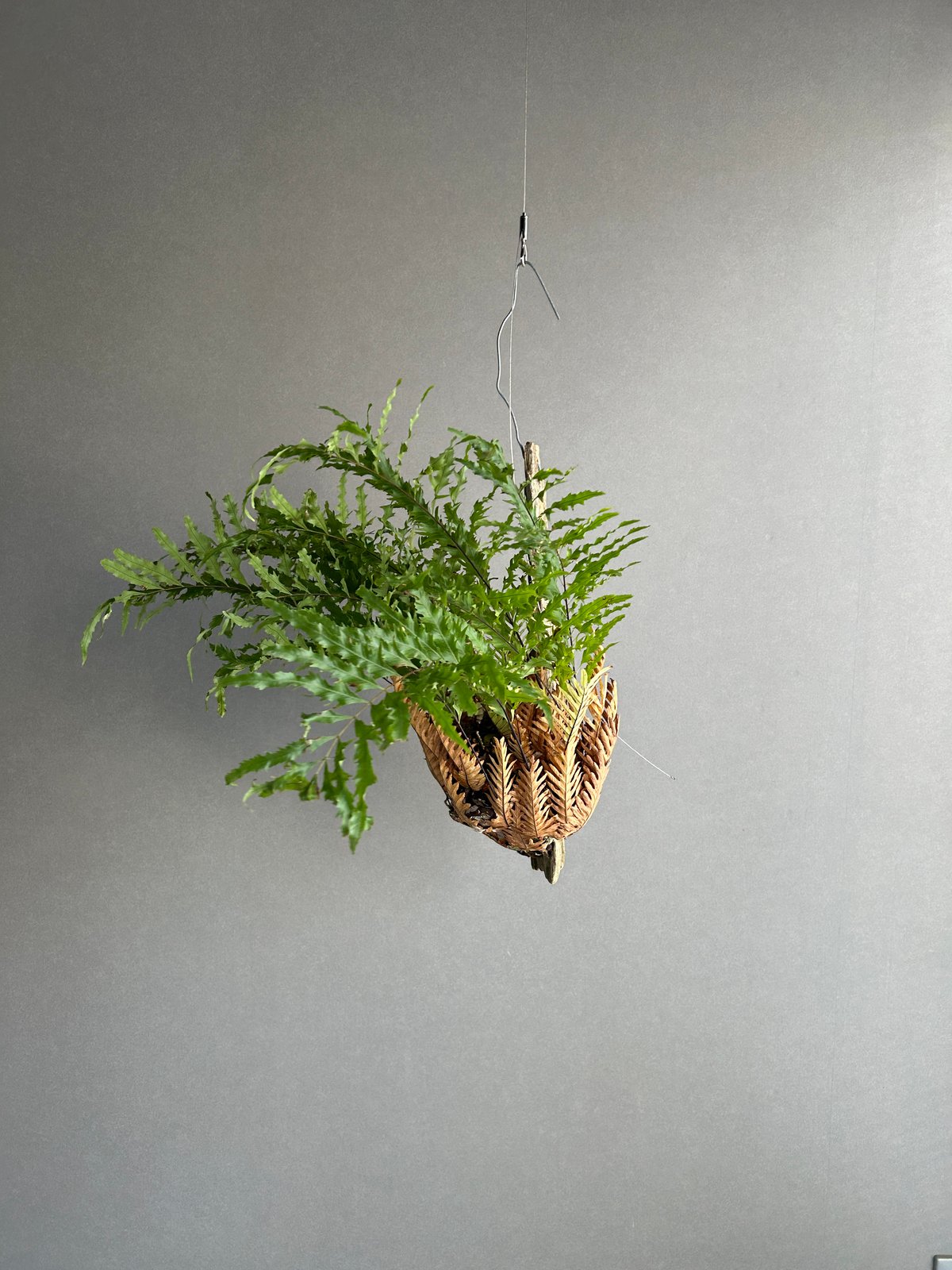 ドリナリア リギデュラ「Drynaria rigidula」5L | SHOUCHIKUEN