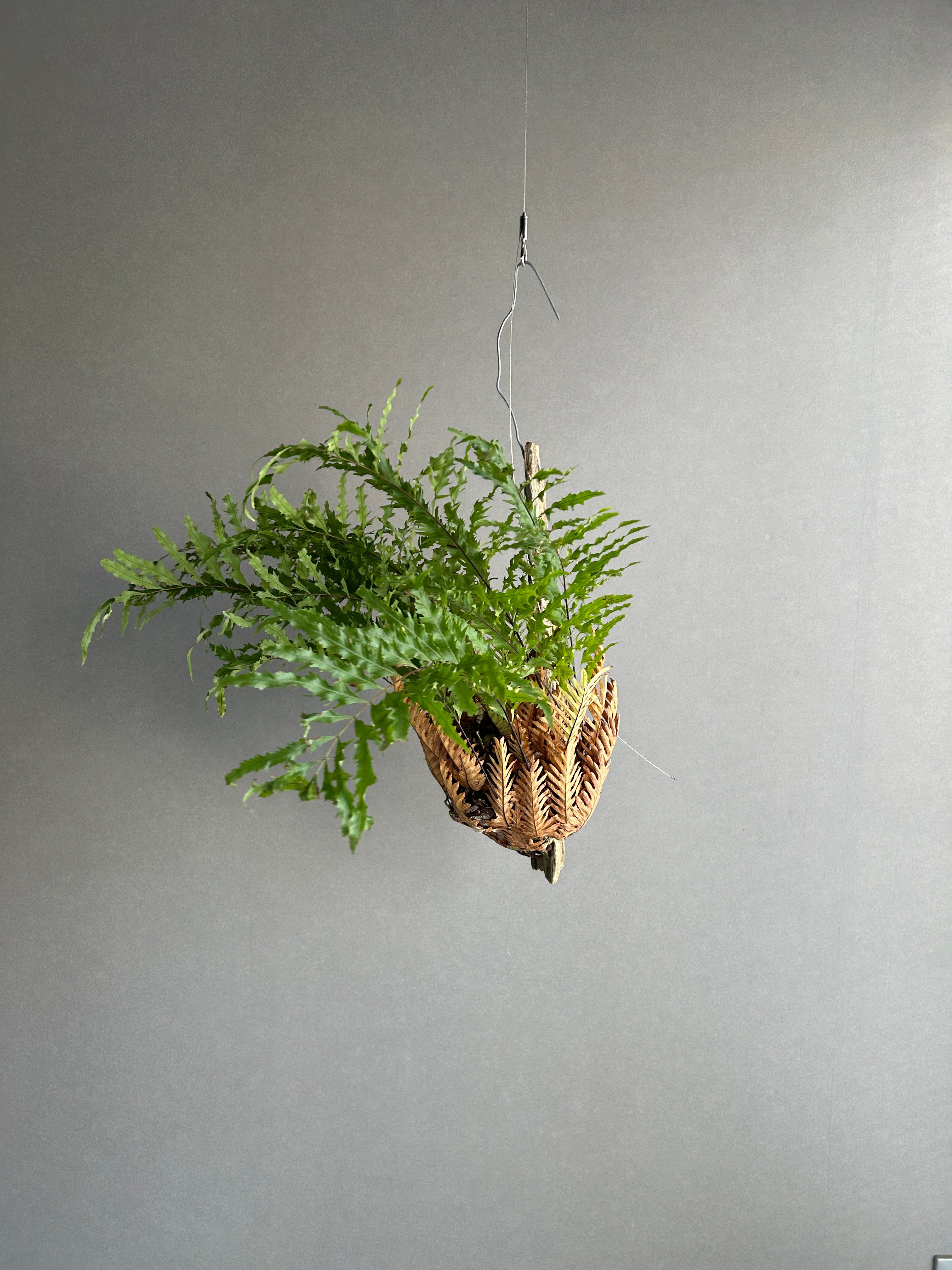 ドリナリア リギデュラ「Drynaria rigidula」5L | SHOUCHIKUEN