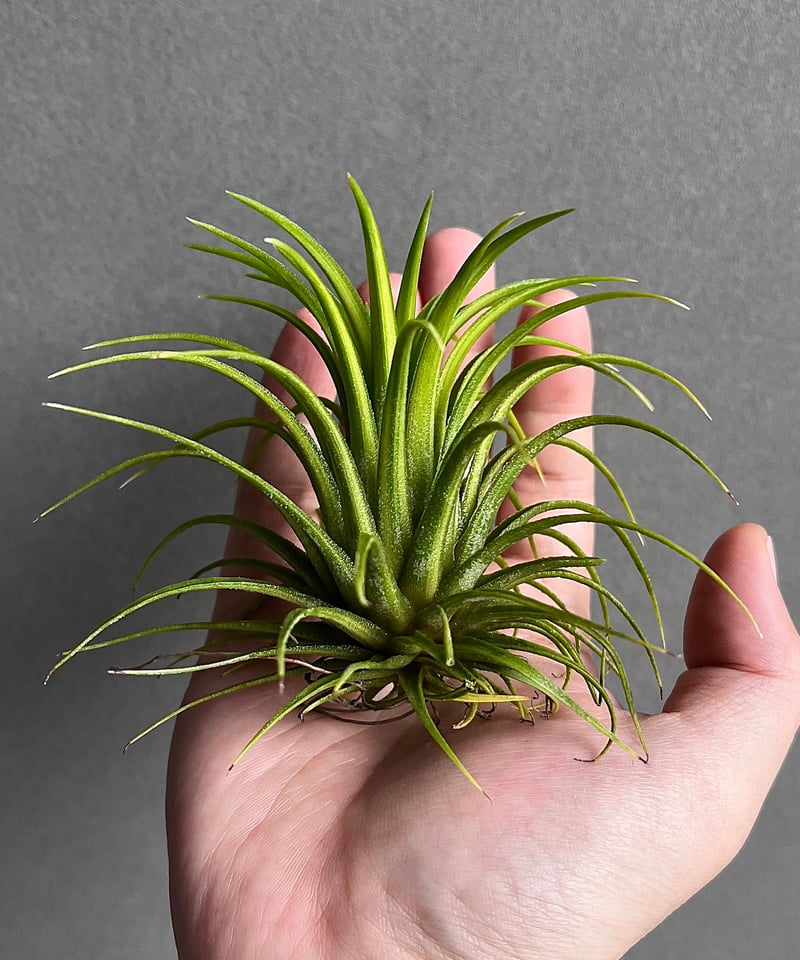 T.ionantha Druid variegated ドゥルイド 斑入り チランジア ／ イオナンタ ドゥルイド CL (T.ionantha 'Druid