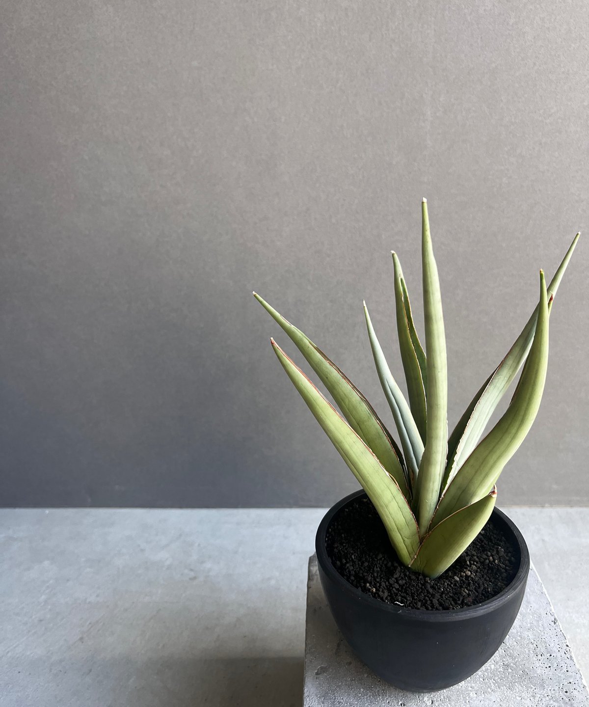 サンセベリア バイ-ビッド 「Sansevieria Bi-Bid (by Unyamanee