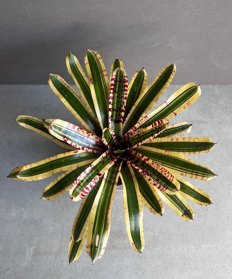 ネオレゲリア ワイルド ラビット 「Neoregelia 'Wild Rabbit'」49Z