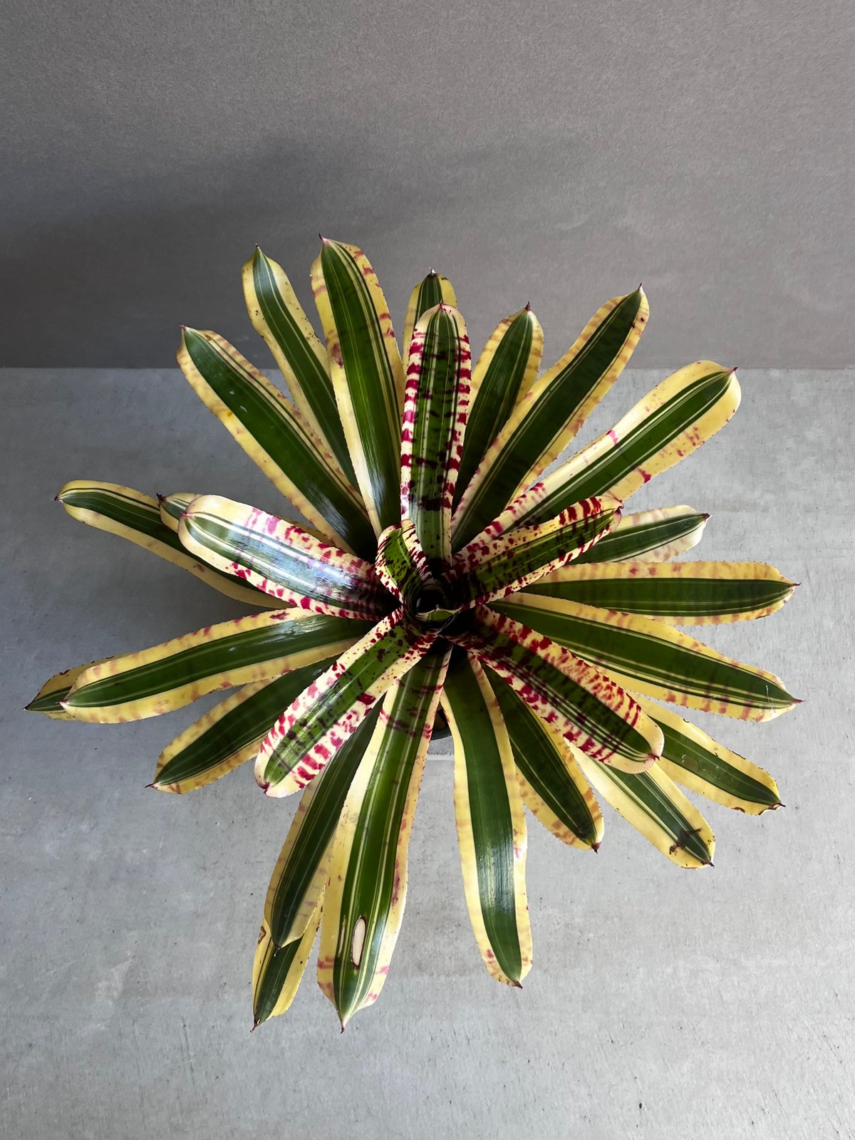 ネオレゲリア ワイルド ラビット 「Neoregelia 'Wild Rabbit'」49Z