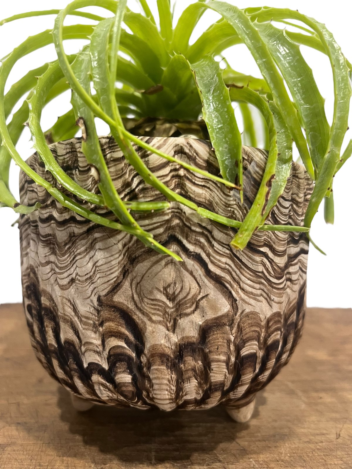 Encholirium pedicellatum エンコリリウム エンコリリウム ホリダム+ pmp 「Encholirium horridum 」10S |
