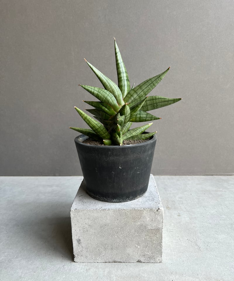 サンセベリア ヴィエナ「Sansevieria Vienna (by Unyamanee Ga