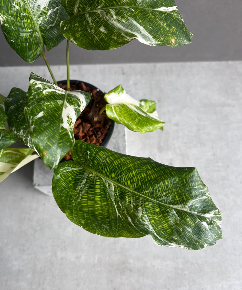 カラテア ムサイカ 斑入 「Calathea musaica variegated」2A |