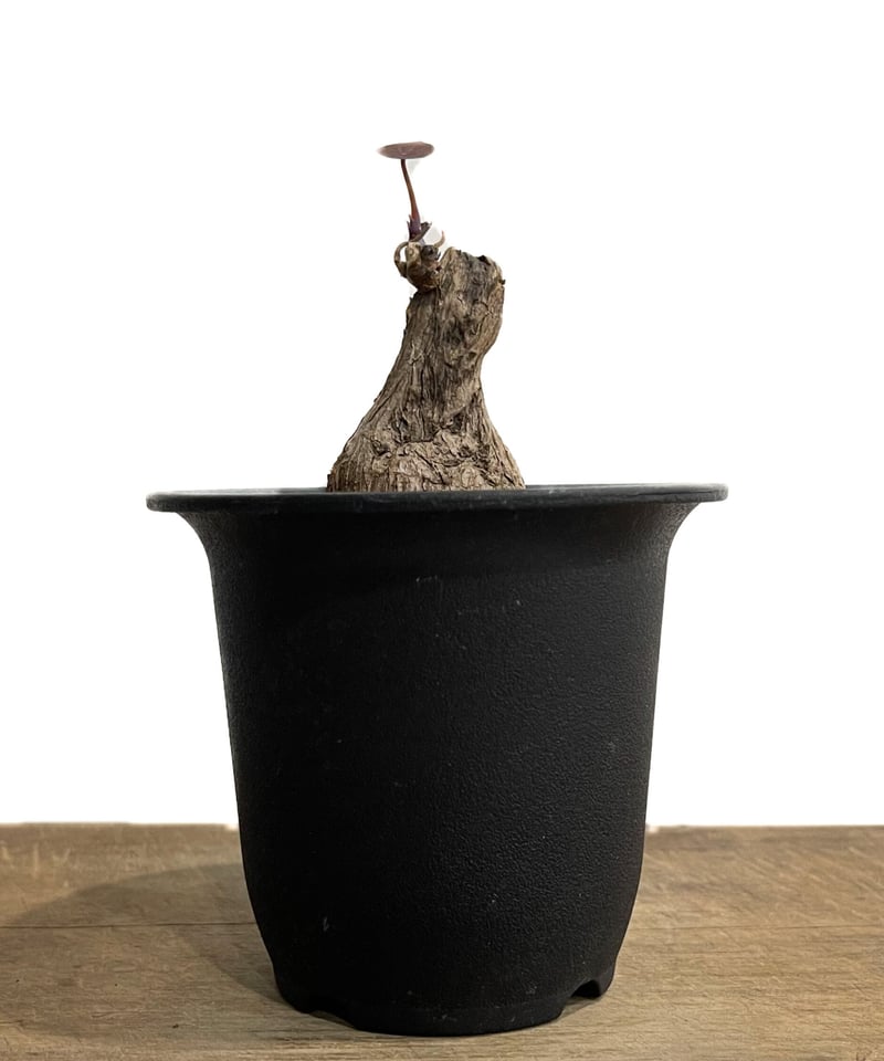 Stephania kaweesakii / ステファニアカウィーサキ