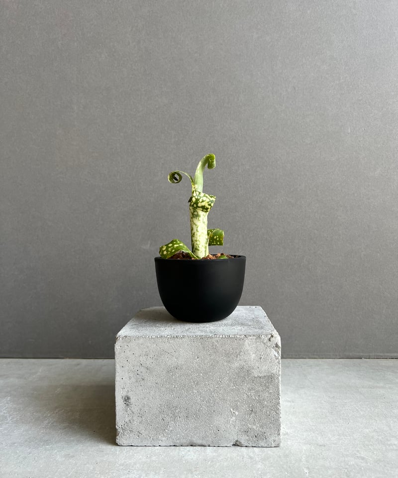 ビルベルギア レプトポーダ 「Billbergia leptopoda」94D | SHOUC