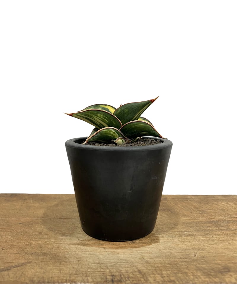 M*O様 ＊Sansevieria Rorida＊サンスベリアロリダ＊斑入り＊ サンセベリア ロリダ 斑入り「Sansevieria rorida Var.」33D-1 |