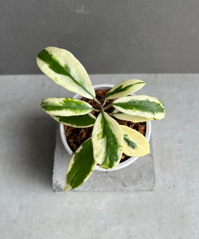 1025＊Hoya ＊ホヤ ＊diversifolia ＊グリーンオングリーン 1025＊Hoya