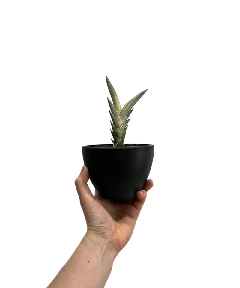 サンセベリア lav.1970 白斑入 「Sansevieria lav. 1970 Whit
