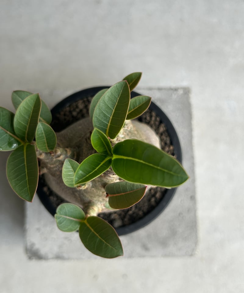 アデニウム アラビカム スーパー ドワーフ “ブラック” 「Adenium