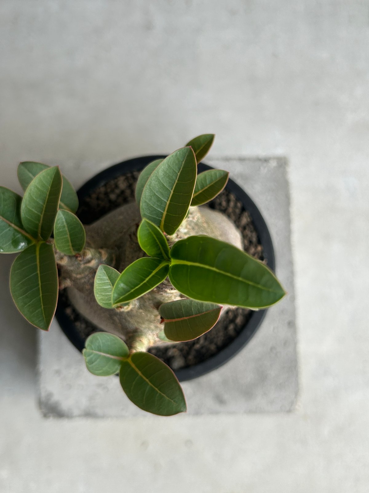 アデニウム アラビカム スーパー ドワーフ “ブラック” 「Adenium