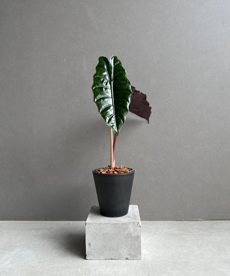 【レア】アロカシア　シャントリエリ　斑入り レア】アロカシア シャントリエリ 斑入り Alocasia chantrieri pink