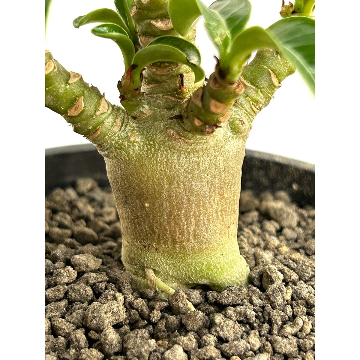 アデニウム D.H.A (獅子葉) 「Adenium D.H.A」11/10 R | SHO