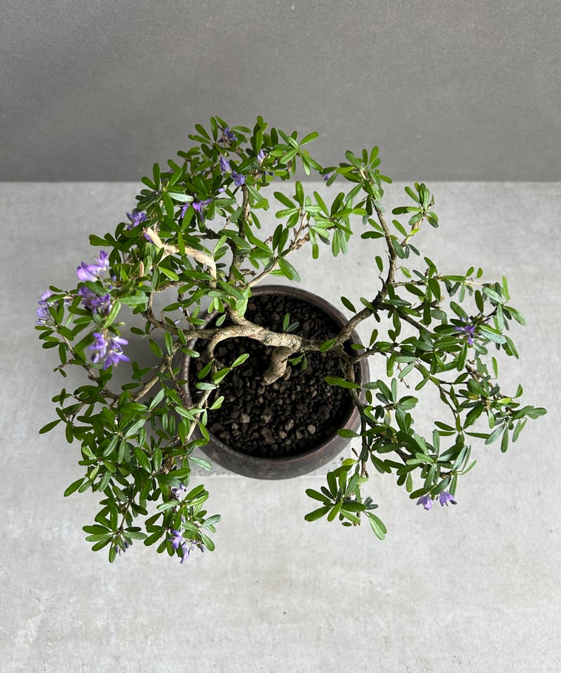 うち” 盆栽+ object by 1218 「“UCHI” BONSAI 」15I | S