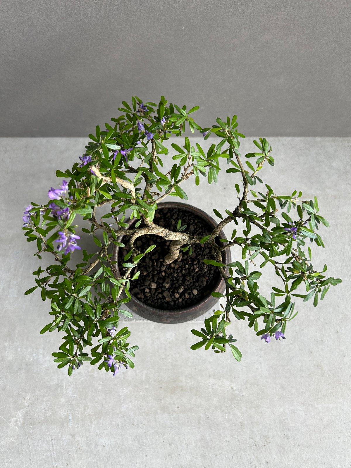Bonsai様オーダー品(他の方は購入しないでください) うち” 盆栽+ object by 1218 「“UCHI” BONSAI 」15I | S