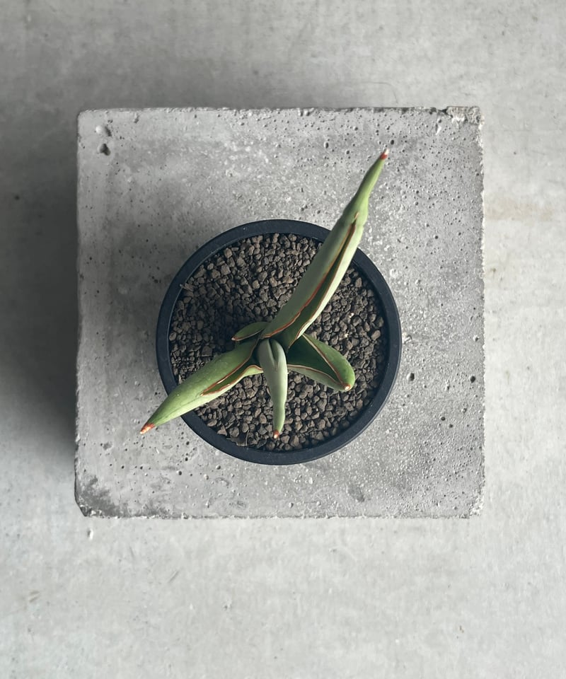 サンセベリア チャオプラヤ 「Sansevieria Chao Phraya」43N | SH