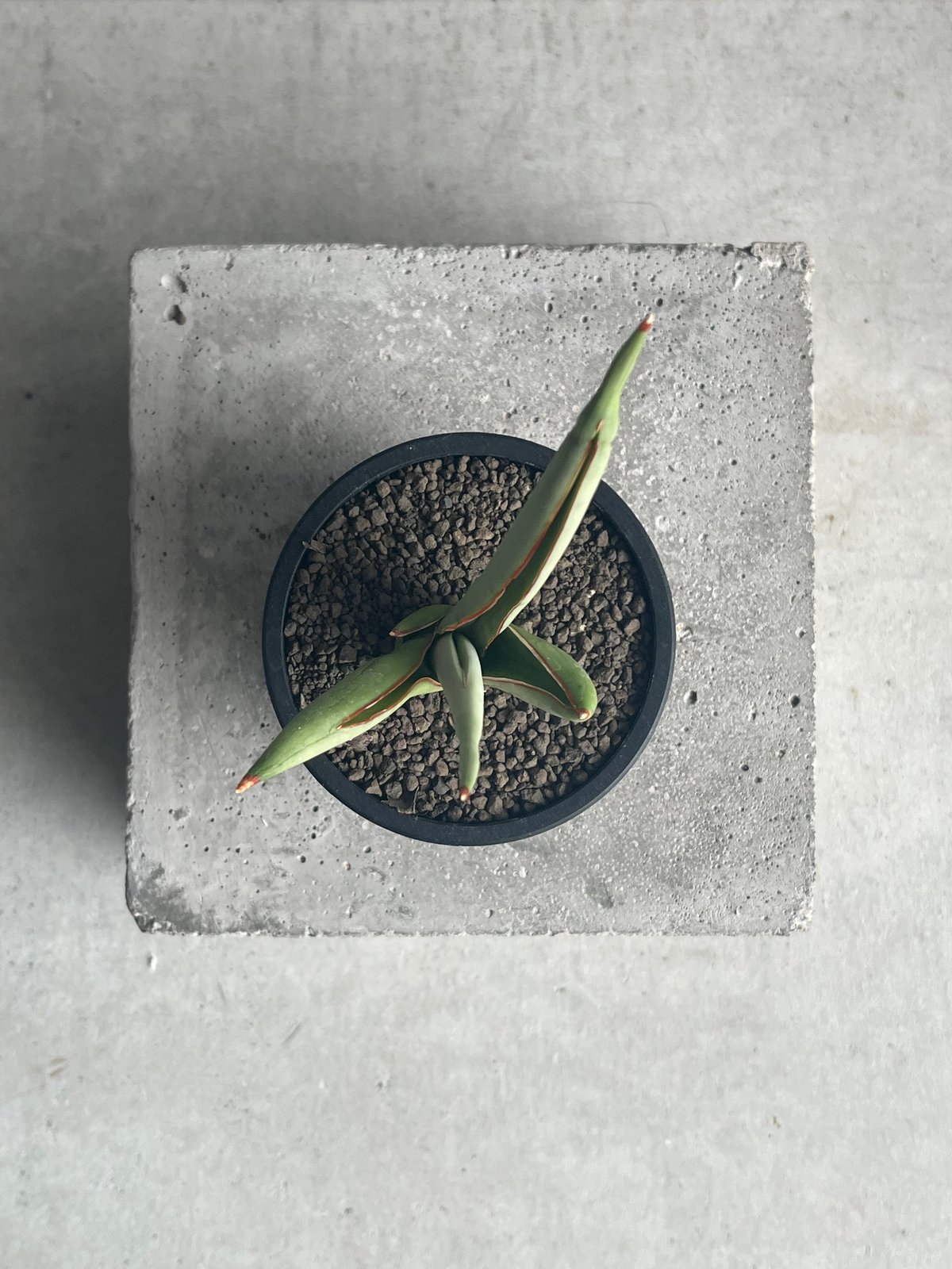 サンセベリア チャオプラヤ 「Sansevieria Chao Phraya」43N | SH