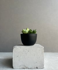 ホヤ ヌンムラリオイデス シルバー 「Hoya nummularioides Silver」7