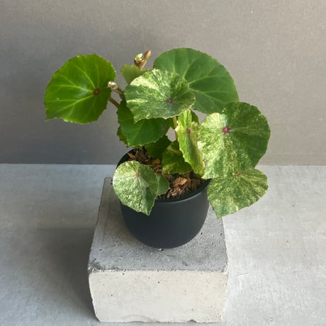 ベゴニア | STORES