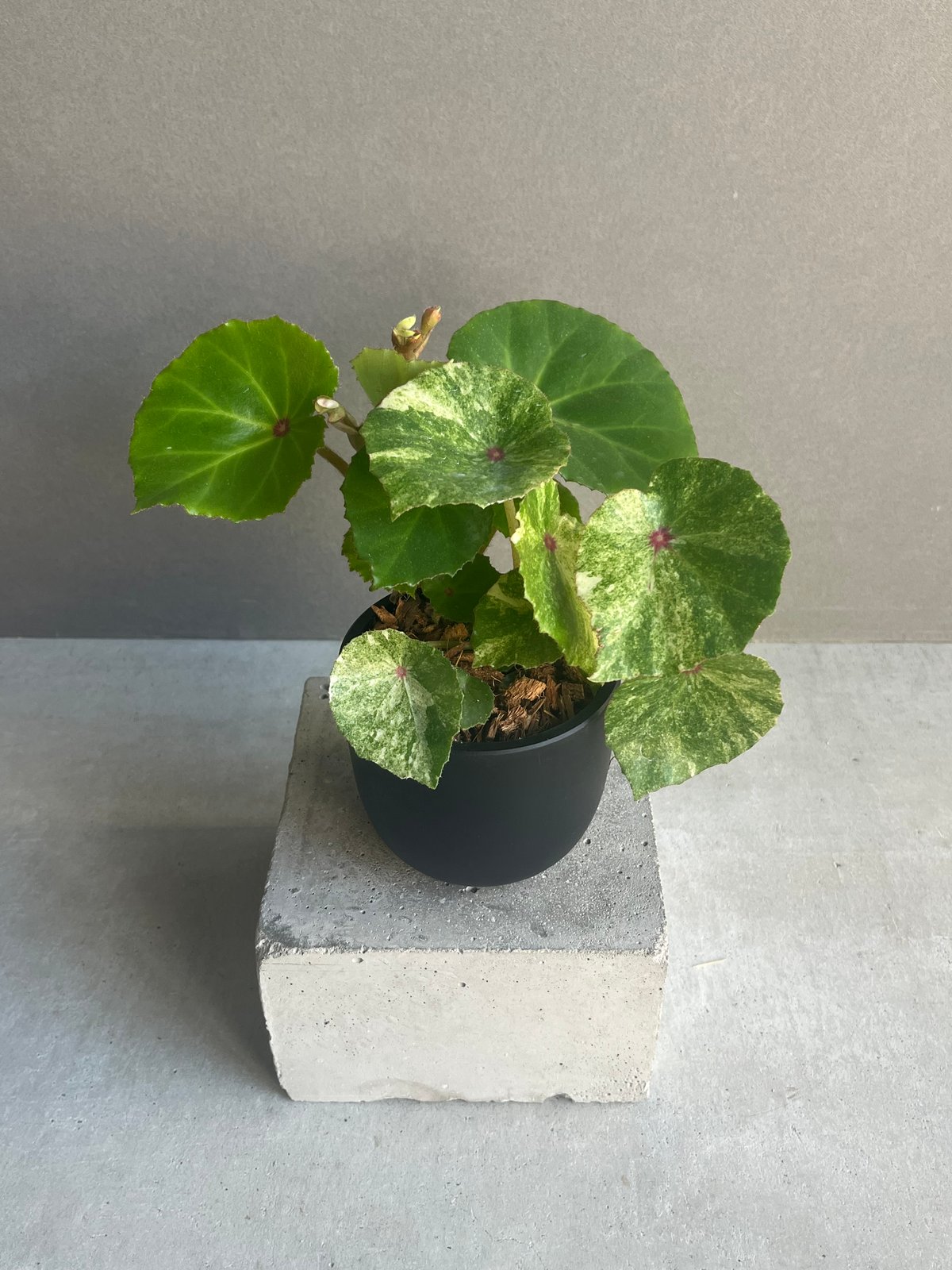 m*l様 1 ベゴニア　ルージュ　斑入り　大人気ベゴニア　丸葉が可愛い ベゴニアルージュ 斑入 「Begonia “Rouge”. Variegated」33N |