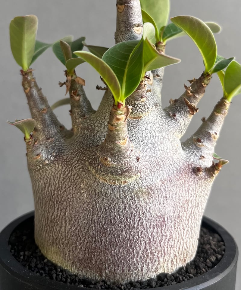 アデニウム アラビカム スーパー ドワーフ “ブラック” 「Adenium