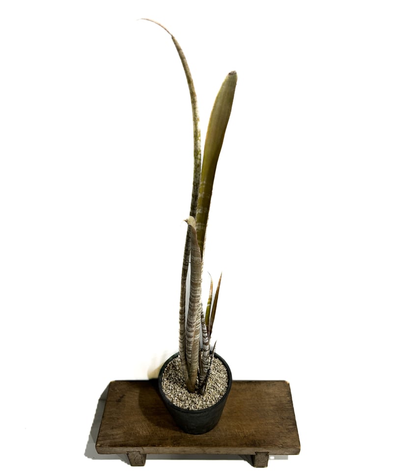 ビルベルギア メイエリ「Billbergia meyeri」6/25-823 | SHOUCH