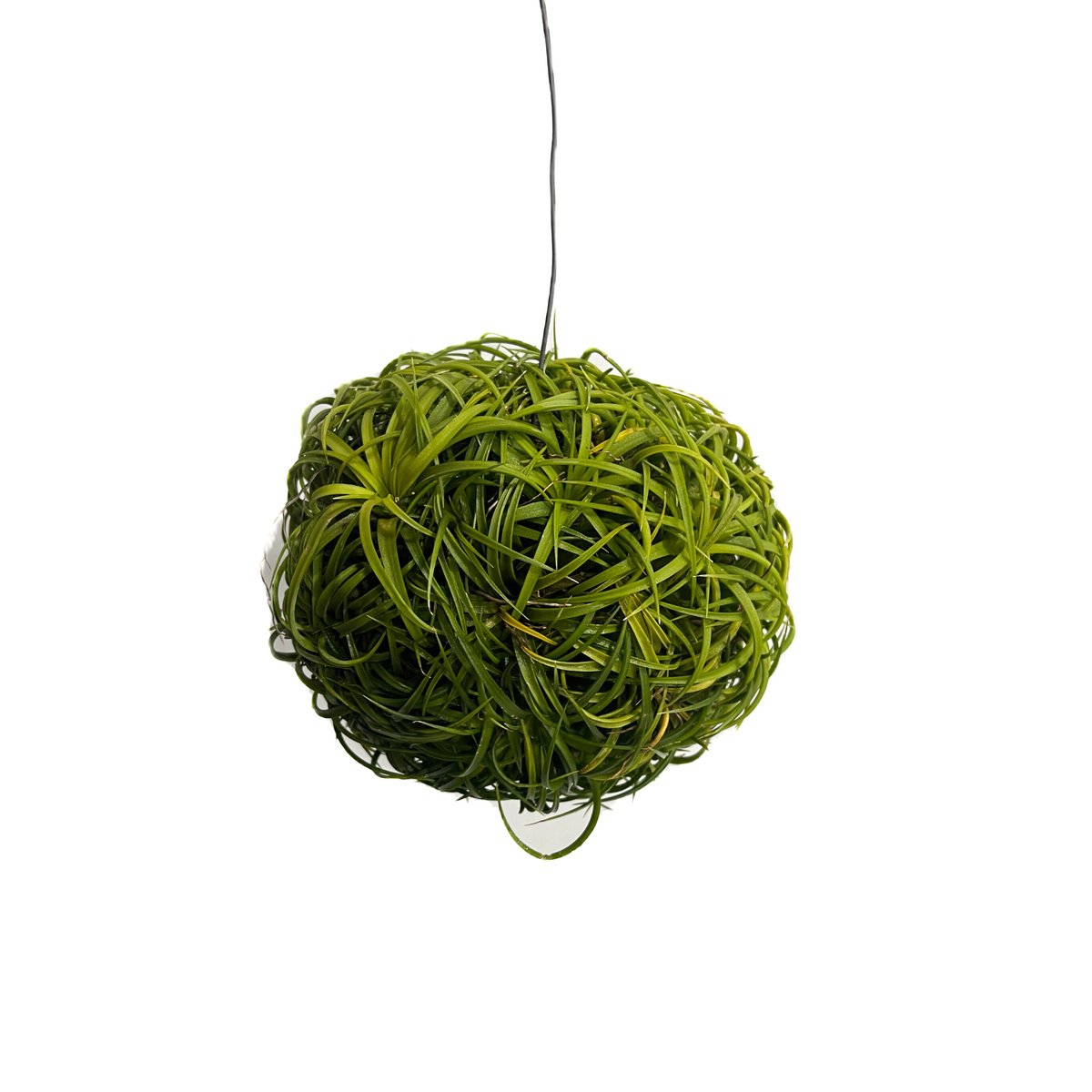 ティランジア イオナンタ ドゥルイド ボールタイプ「Tillandsia
