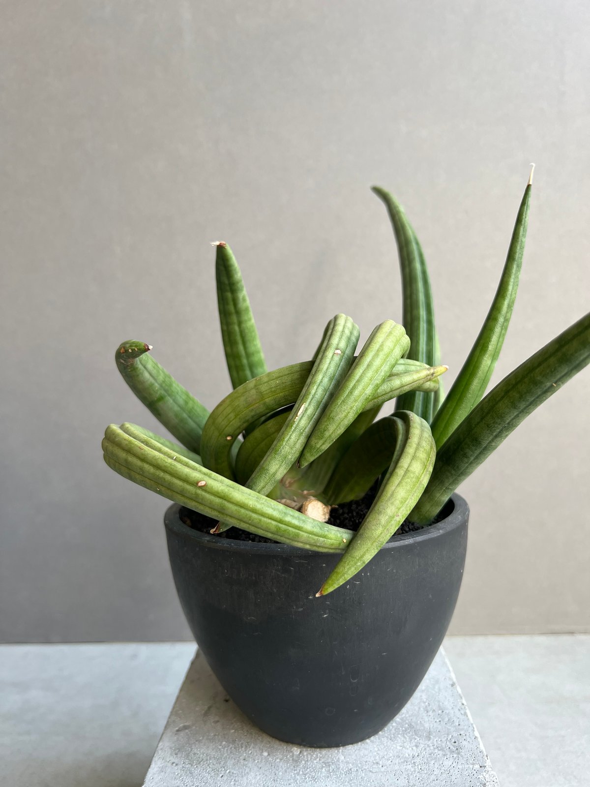 サンセベリア アンヤマニー ハイブリッド “トルネード”「Sansevieria