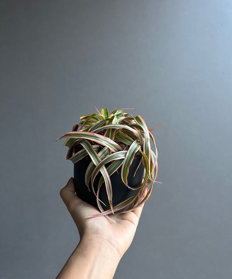 ドラセナ キュンティ「Dracaena concinne Kuhnty 」99J | SHOU