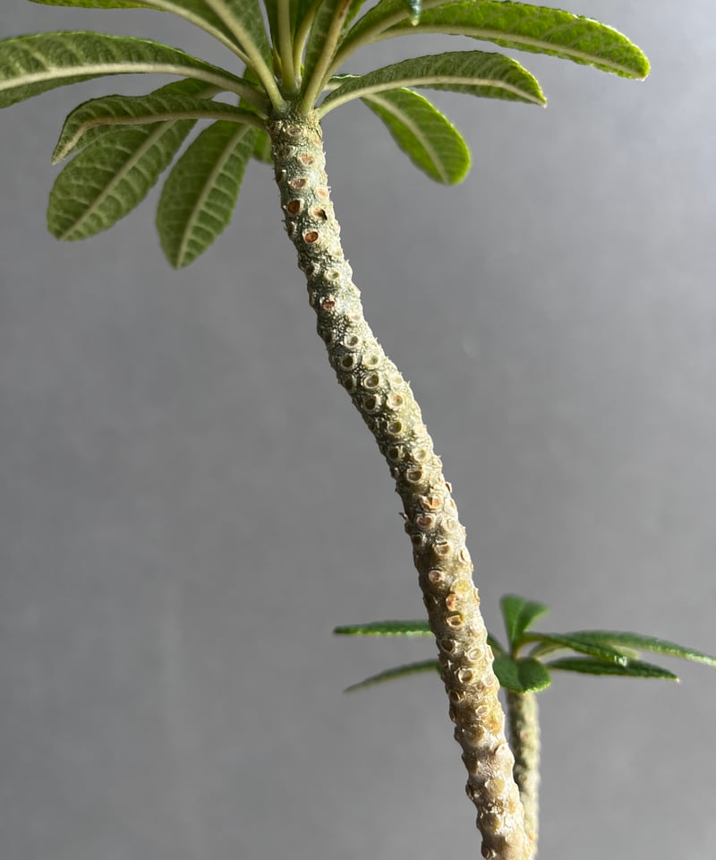 ドルステニア ギガス “選抜個体” 「Dorstenia gigas “Select”」62A