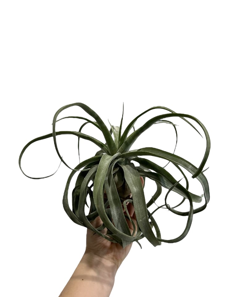 ティランジア ストレプトフィラ メキシコ 「Tillandsia streptophylla