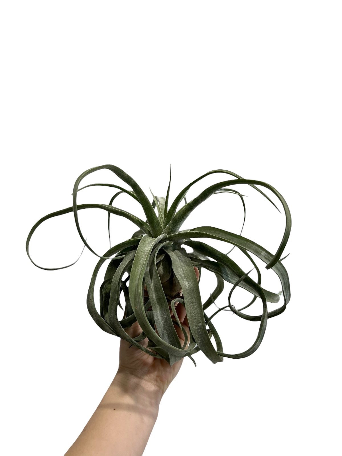 ティランジア ストレプトフィラ メキシコ 「Tillandsia streptophylla