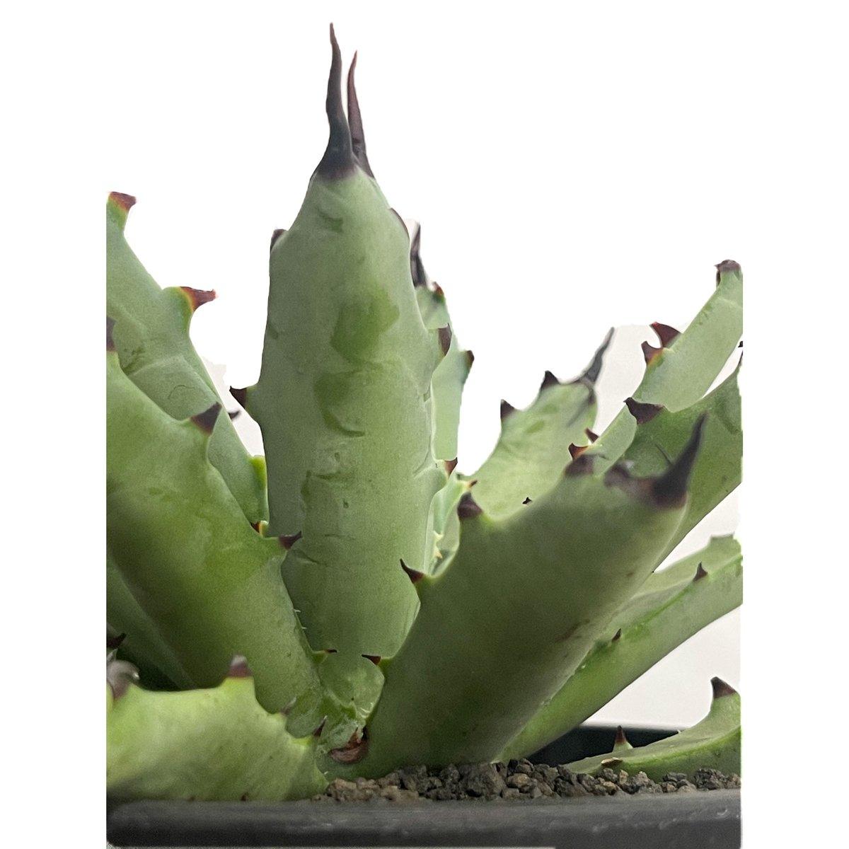 アガベ マクロアカンサ マージュ スパイン「Agave macroacantha Merge