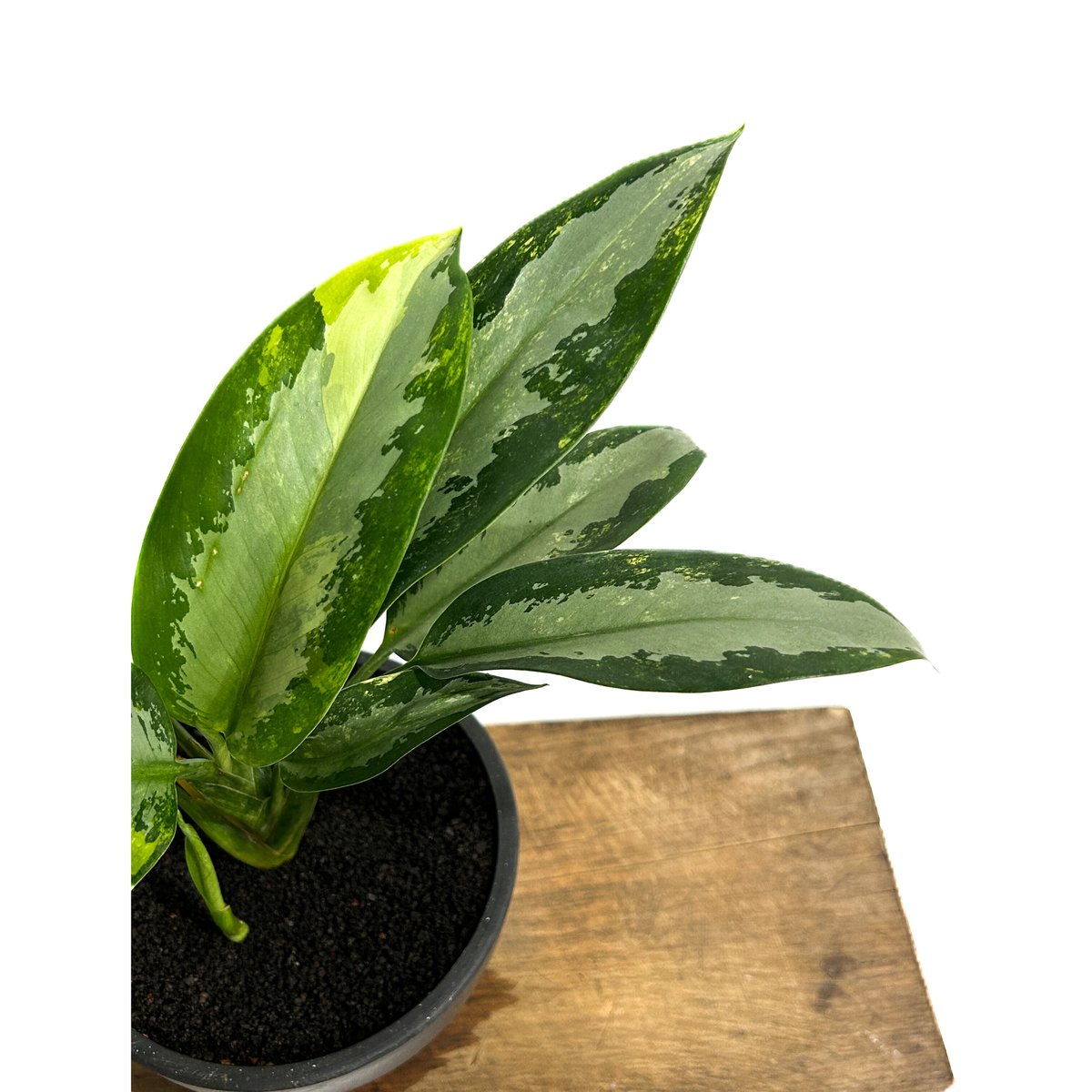 アグラオネマ スワンナプーム「Aglaonema Suvarnabhumi」6/13-767
