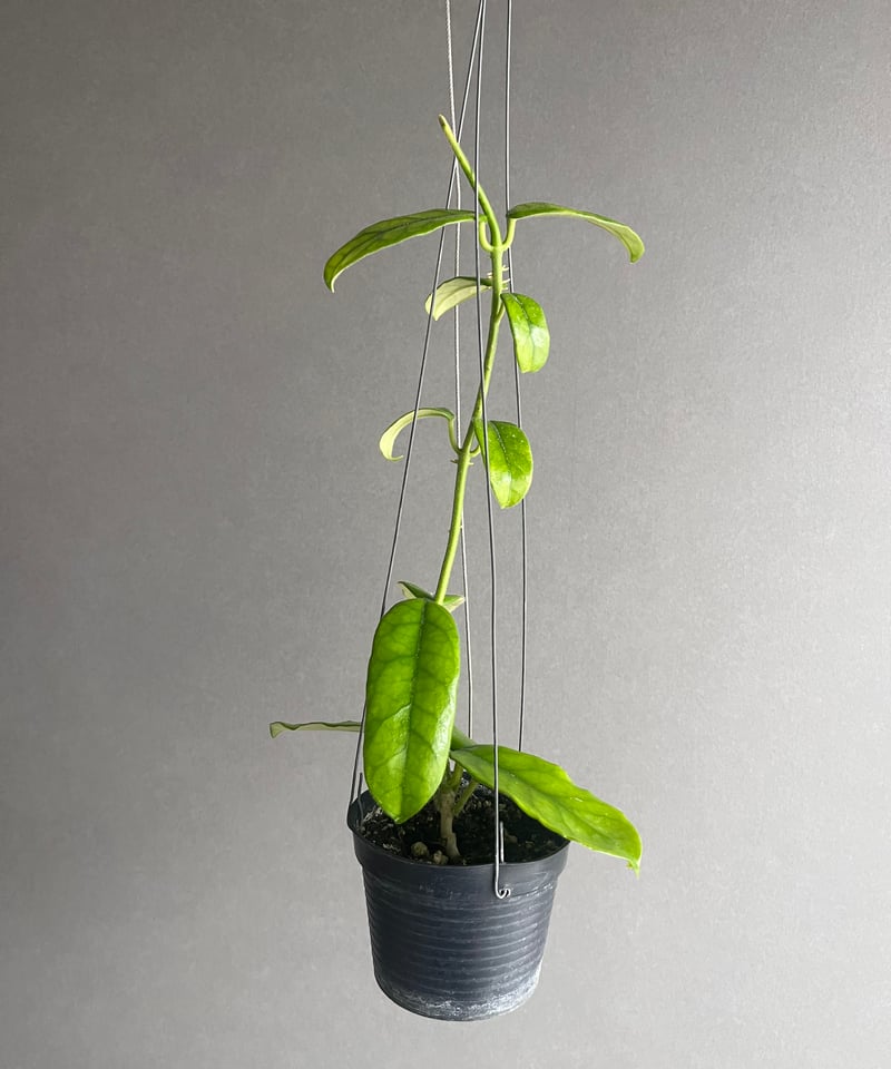 ホヤ hoya グロブローサ 5号鉢 ホヤ hoya グロブローサ 5号鉢